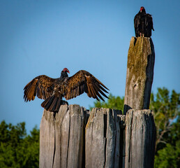 turkey vulture