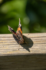 Red Admiral Vanessa atalanta resting on a wooden pole.