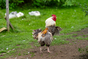 Proud cock and showing off in the pen.