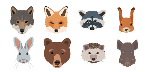 Cute Forest animals faces set. Wild woodland mammal animal head collection. Fox, wolf, hare and bear, Squirrel, boar, hedgehog and raccoon face. Vector illustration isolated on white background. - obrazy, fototapety, plakaty