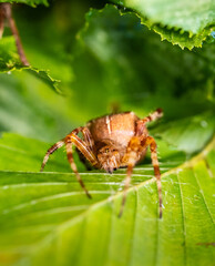 Araneus diadematus European garden spider hiding under a leaf in a garden.