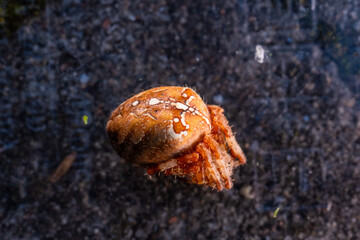 Araneus diadematus European garden spider crawling up on itself.