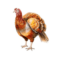 bird turkey for thanksgiving day dinner watercolor on white background greeting card design