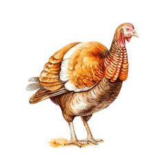 bird turkey for thanksgiving day dinner watercolor on white background greeting card design