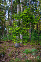 Fototapete bei efototapeten.de bestellen   