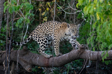 Yaguarete en el arbol © Tomas