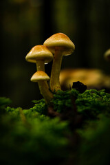 Fototapeta premium mushroom in the forest