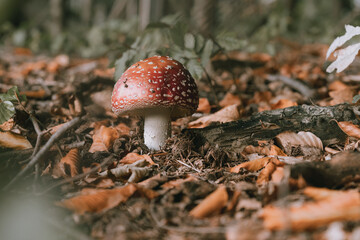 Trujący grzyb w lesie, muchomor