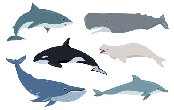 Aquatic animals set. Ocean mammals humpback, sperm and killer whale, dolphin, shark and beluga in different poses. Vector flat icons illustration isolated on white background.