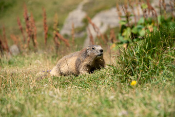 Naklejka na ściany i meble a beautiful adult marmot near the col de la vanoise refuge