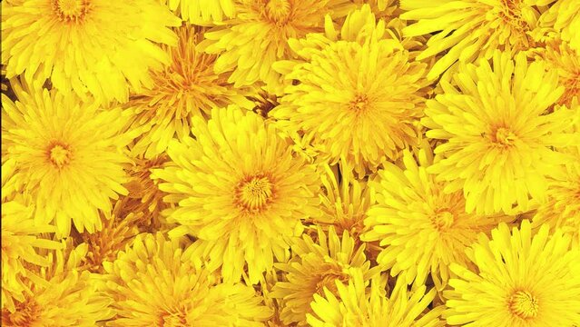 Rotating background and texture of yellow dandelions. View from above.