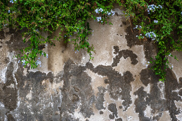 Grunge wall with flowers. Old wall textured background.