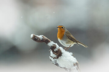 European robin (Erithacus rubecula), known simply as the robin or robin redbreast perched on a snowy branch in winter environment. Merry Christmas card. 