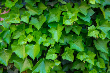 Background of the green leaves in summer time.