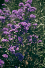 Hermoso campo de flores color lila y morado.