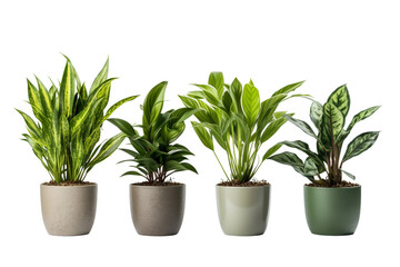 Office Pot Plants for Serenity isolated on transparent background, Generative Ai