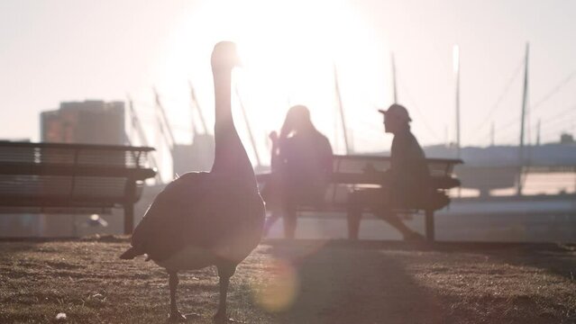 Canada geese in a city park with sunset sunlight with people sitting on park bench in background. 4K 24FPS