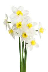 White narcissus bouquet