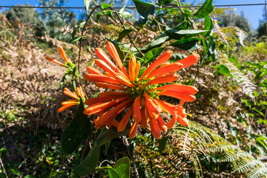 Pyrostegia venusta aka Flame vine orange flower in Sao Francisco de Paula, South of Brazil