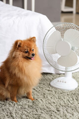Cute Pomeranian spitz with electric fan sitting on floor in bedroom