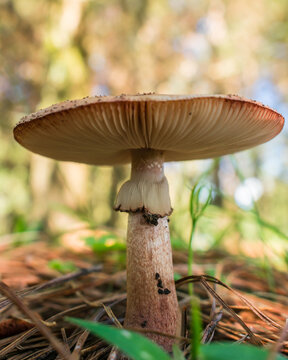 Amanita rubescens mushroom in Sao Francisco de Paula, South of Brazil