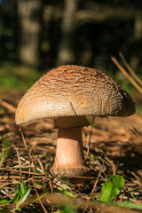 Amanita rubescens mushroom in Sao Francisco de Paula, South of Brazil