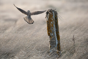 Falco tinnunculus - Common kestrel - Faucon crécerelle