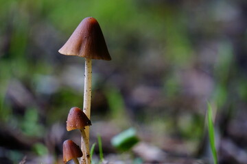 mushroom in the wood