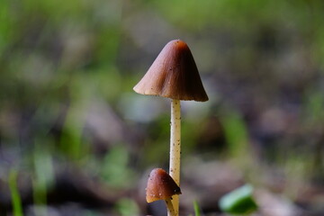 mushroom in the wood