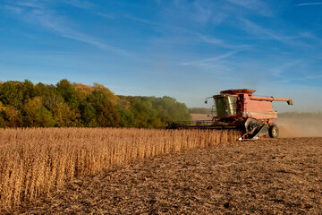 Under the autumn sky a combine harvester is working on a soybean field.