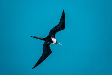 Magnificent frigatebird soaring in a clear blue sky, Cozumel, Mexico