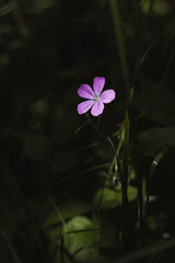 flower in the dark forest