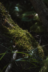 moss on the tree