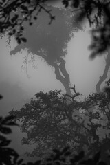 Monochrome Vegetation Silhouette. Monochrome Abstract Exposure of Rain Forest Vegetation in Costa Rica. Great for print and frame on the wall.