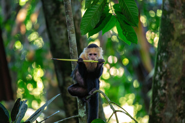 White-faced Capuchin (Cebus capucinus) Spotted Outdoors in Central and South America