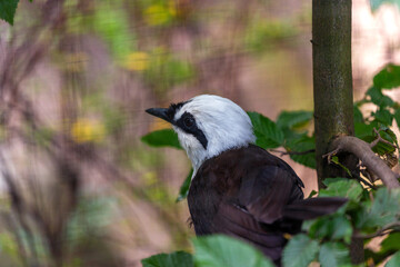 White-crested Laughingthrush (Garrulax leucolophus) Spotted Outdoors in Southeast Asia