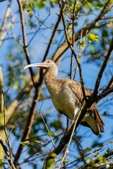 merican White Ibis (Eudocimus albus) Spotted Outdoors in the USA
