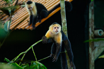 White-faced Capuchin (Cebus capucinus) Spotted Outdoors in Central and South America