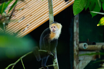 White-faced Capuchin (Cebus capucinus) Spotted Outdoors in Central and South America