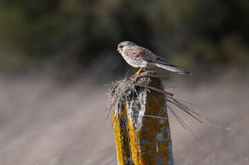 Falco tinnunculus - Common kestrel - Faucon crécerelle