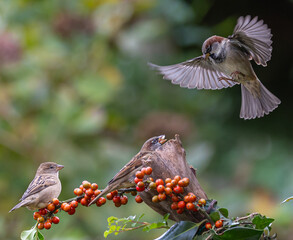 Sparrows with unusual acrobatics, fights and flights competing for food and territory