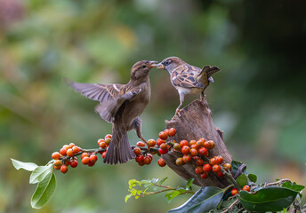 Sparrows with unusual acrobatics, fights and flights competing for food and territory