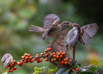 Sparrows with unusual acrobatics, fights and flights competing for food and territory