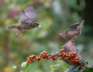 Sparrows with unusual acrobatics, fights and flights competing for food and territory