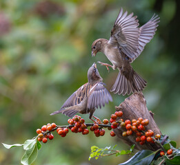 Sparrows with unusual acrobatics, fights and flights competing for food and territory