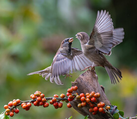 Sparrows with unusual acrobatics, fights and flights competing for food and territory