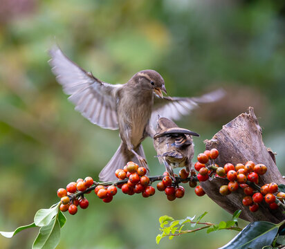 Sparrows with unusual acrobatics, fights and flights competing for food and territory