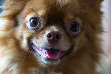 Cute brown small puppy dog chihuahua with its tongue sticking out is looking at camera