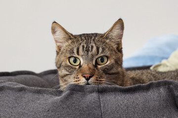 Cute cat lying in pet bed on light background, closeup