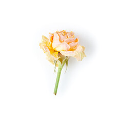 Single dried pink rose on white background